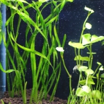 植栽直後　スクリューバリスネリア